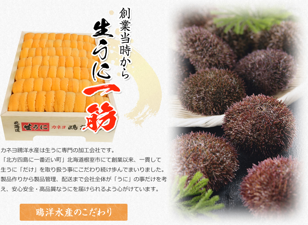 カネヨ鴎洋水産は生うに専門の加工会社です。「北方四島に一番近い町」北海道根室市にて創業以来、一貫して生うに「だけ」を取り扱う事にこだわり続け歩んでまいりました。製品作りから製品管理、配送まで会社全体が「うに」の事だけを考え、安心安全・高品質なうにを届けられるよう心がけています。